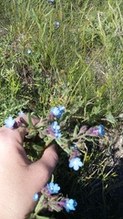 Anchusa pusilla
