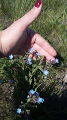 Anchusa pusilla