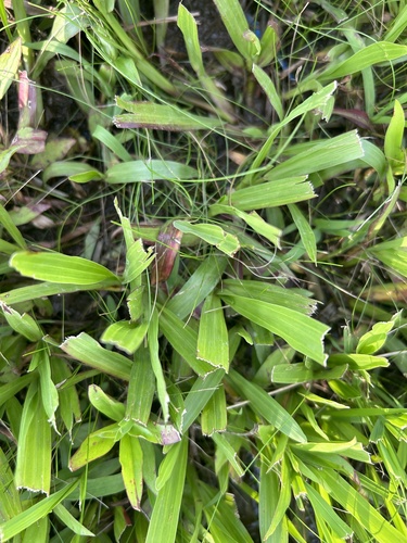 Big Carpetgrass (Axonopus furcatus)