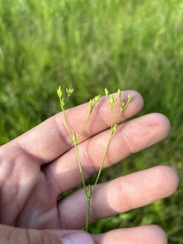 Claspingleaf St. Johnswort (Hypericum gymnanthum)