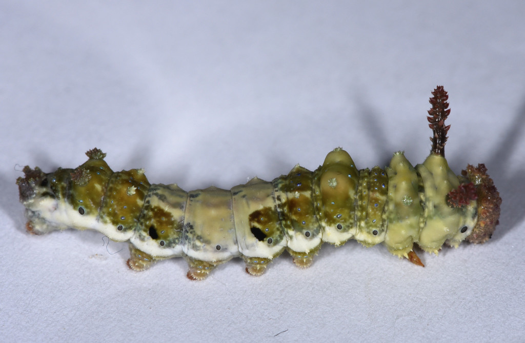 Lorquin's Admiral