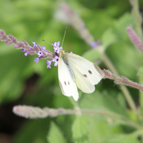 iNaturalist observation photo of Small White