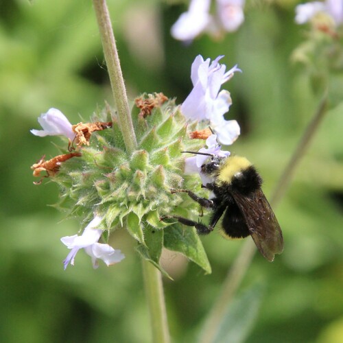 iNaturalist observation photo of Yellow-faced Bumble Bee
