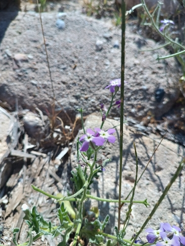 Image of Matthiola tricuspidata by (c) Vasileia Sef, some rights reserved (CC BY)