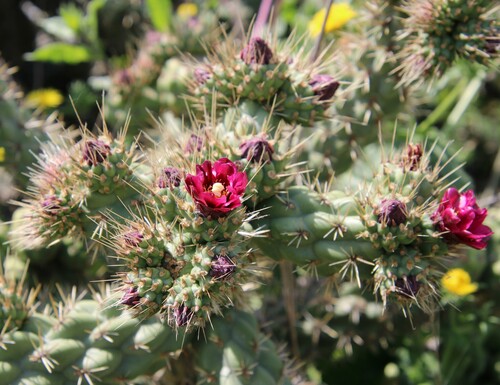 iNaturalist observation photo of Coast Cholla