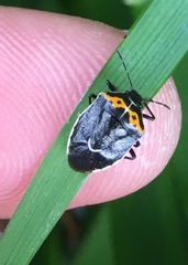 Cosmopepla conspicillaris