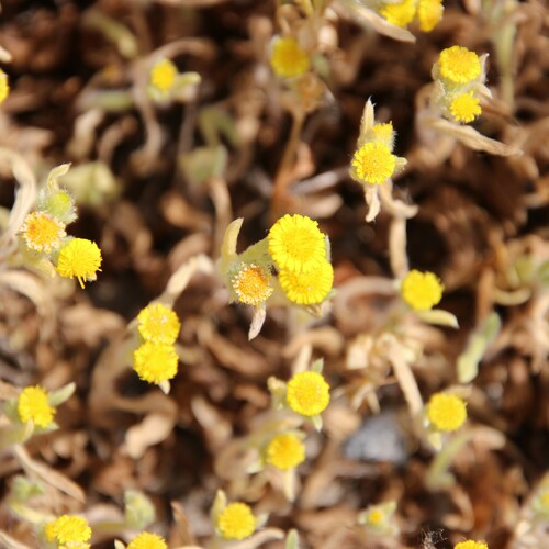 iNaturalist observation photo of Spanish False Fleabane
