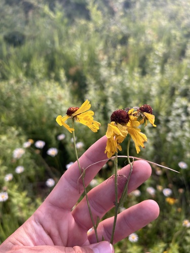 Helenium campestre, photograph 3