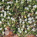 Lobelia darlingensis 2