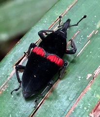 Cactophagus sanguinolentus