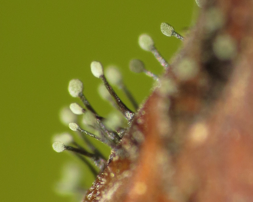 Rhododendron Blight