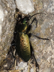 Carabus sylvestris