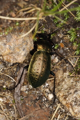 Carabus sylvestris