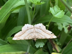 Chiasmia monticolaria