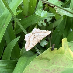 Chiasmia monticolaria