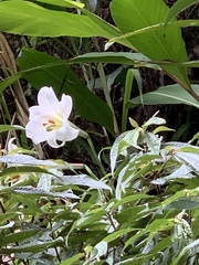 Lilium formosanum