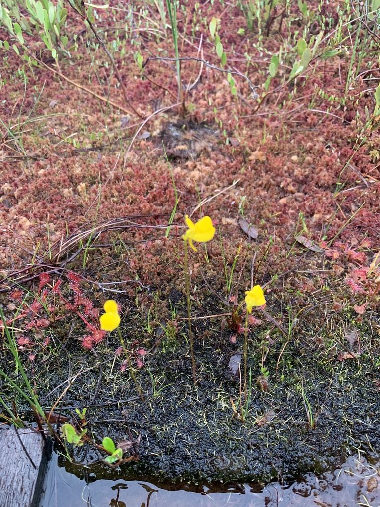 Utricularia cornuta Michx. 4