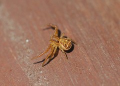Xysticus ephippiatus