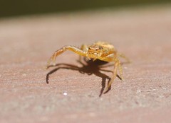 Xysticus ephippiatus