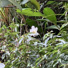 Lilium formosanum