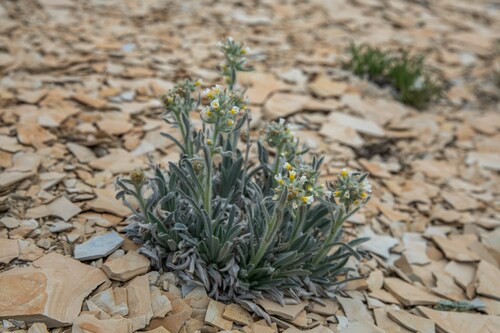 oilshale cryptantha (Cryptantha barnebyi)