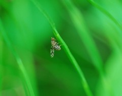Homoneura euaresta