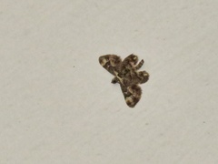 Gymnoscelis deleta