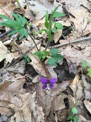 Viola subsinuata