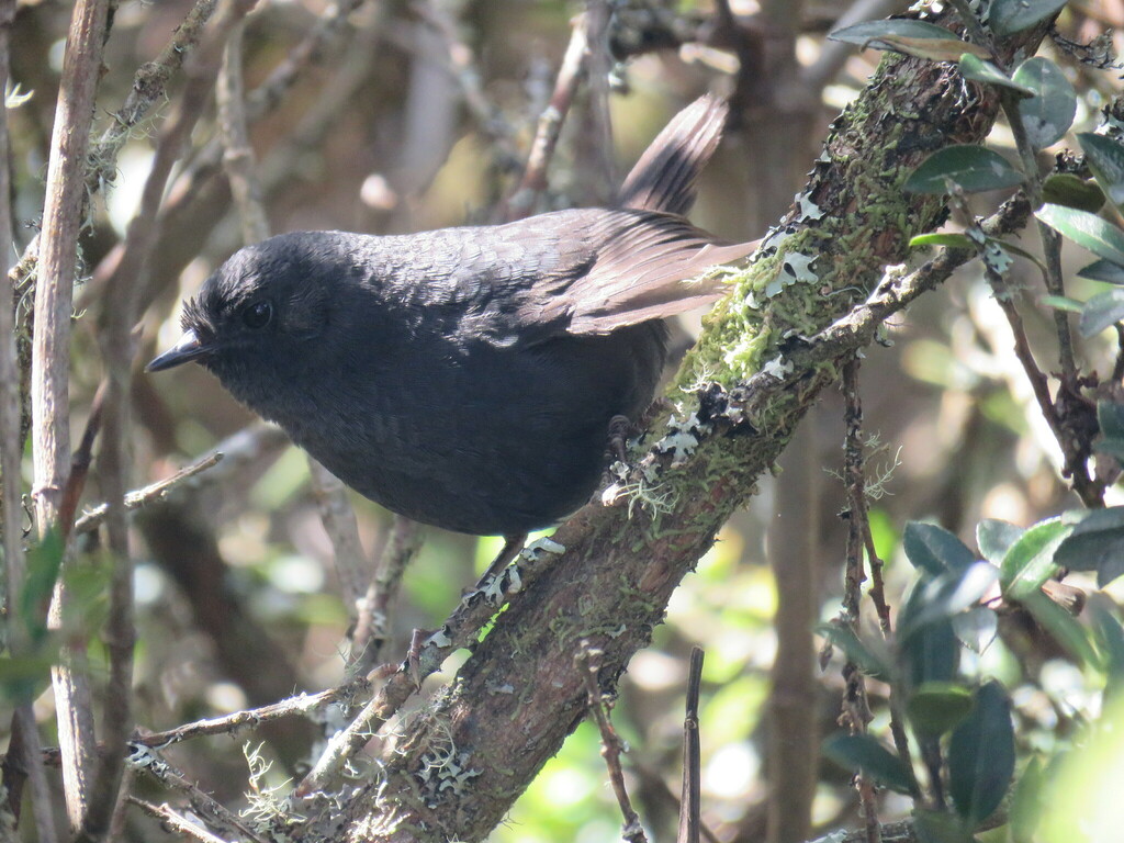 Blackish Tapaculo photo