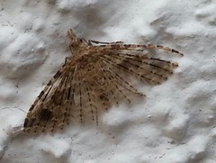 Alucitidae