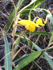 Calochortus amabilis