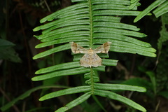 Krananda oliveomarginata