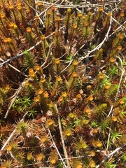 Polytrichum piliferum