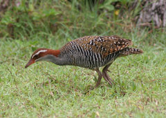 Buff-Banded Rail photo 3