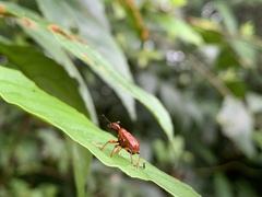 Paratrachelophorus nodicornis