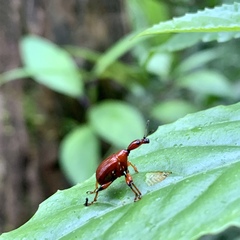 Paratrachelophorus nodicornis