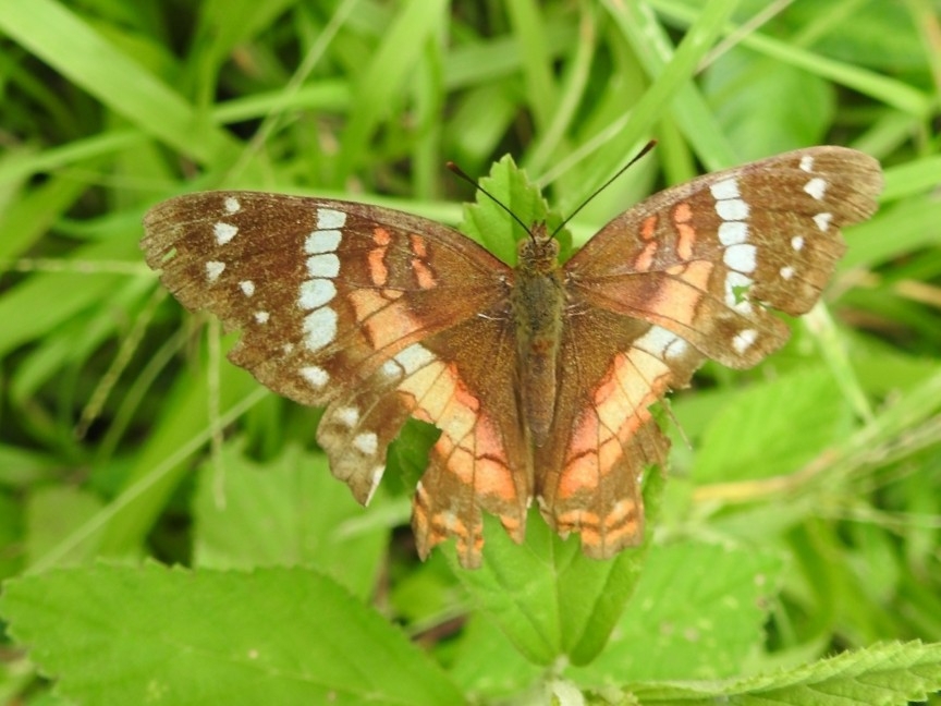 Anartia image