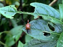 Paratrachelophorus nodicornis