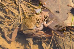 Pseudacris brachyphona