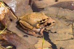 Pseudacris brachyphona