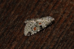 Maliattha concinnimacula