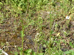 Anthocharis julia flora