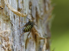 Vespula acadica