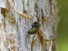 Vespula acadica