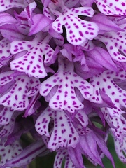 Neotinea tridentata tridentata