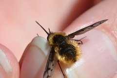 Bombylius discolor