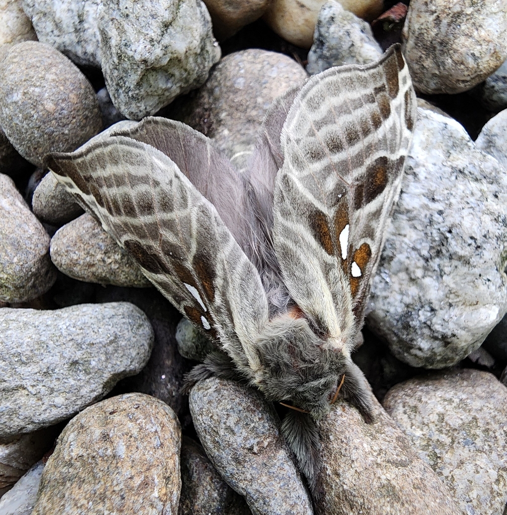 Silver-spotted Ghost Moth