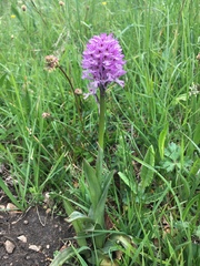 Neotinea tridentata tridentata
