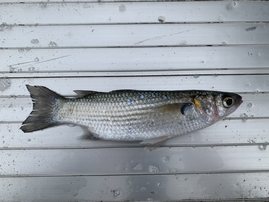 Brown-Back Mullet