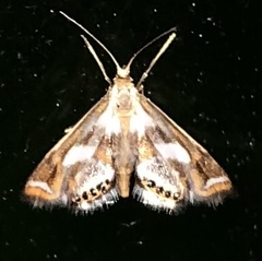 Chrysendeton imitabilis